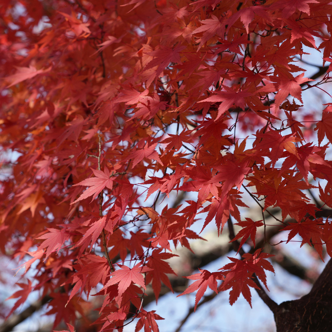 Microfiction Day 9 – “Autumn”