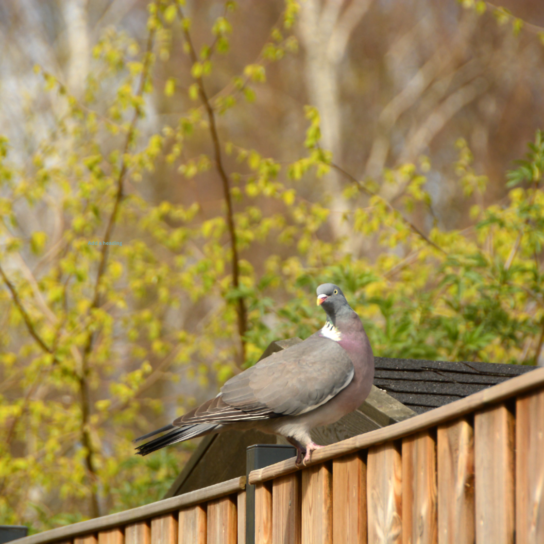 Microfiction Day 5 – “Locking Eyes”